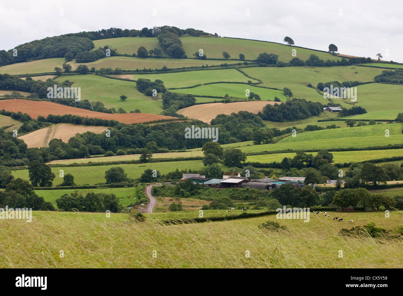 Devon paesaggio agricolo Foto Stock