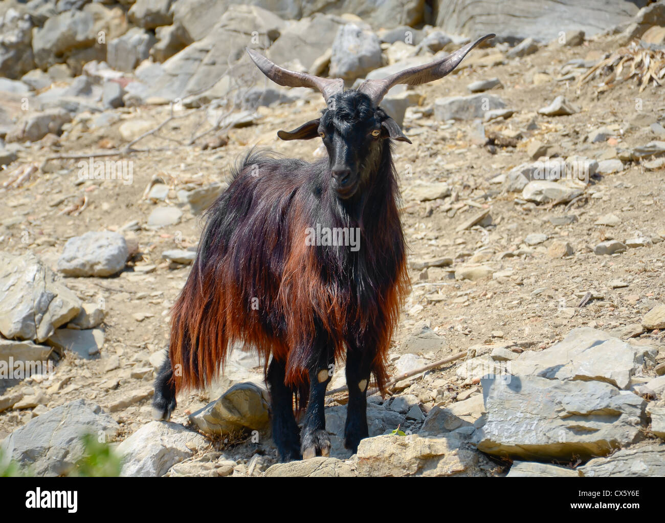 Selvatica capra nero in valle rocciosa Foto Stock Selvatica capra nero in valle rocciosa Foto Stock