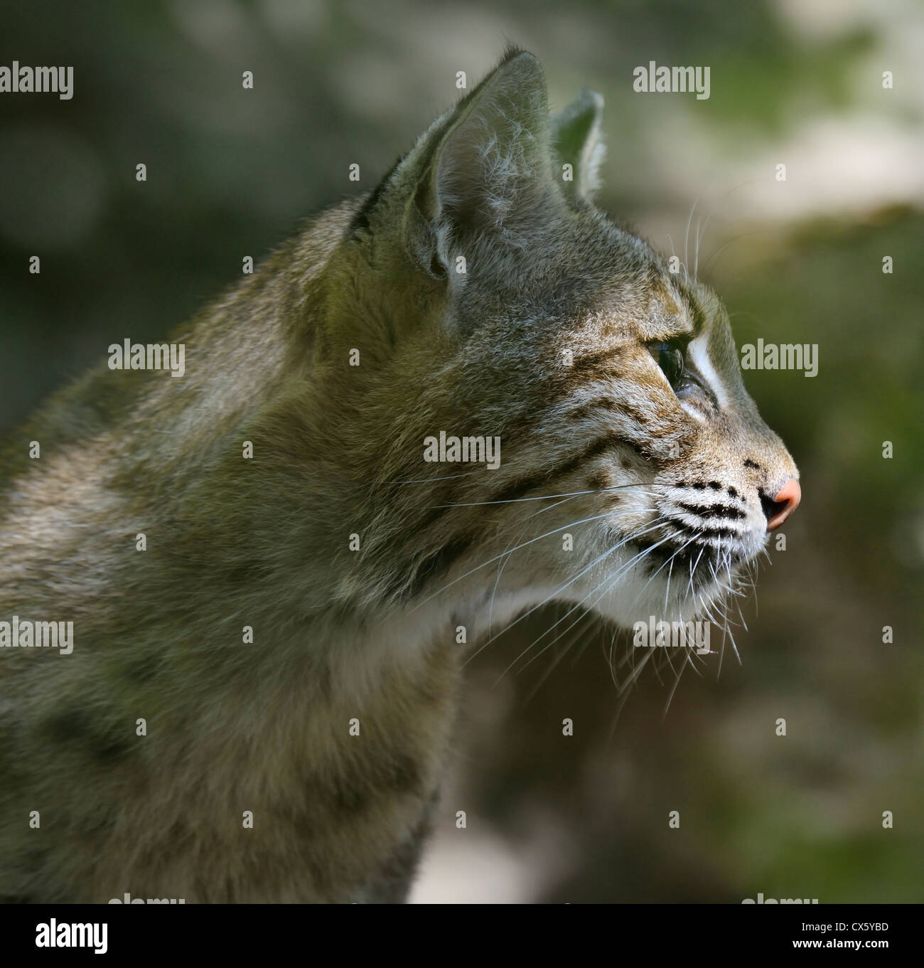 Un giovane Bobcat ritratto,Close Up Foto Stock
