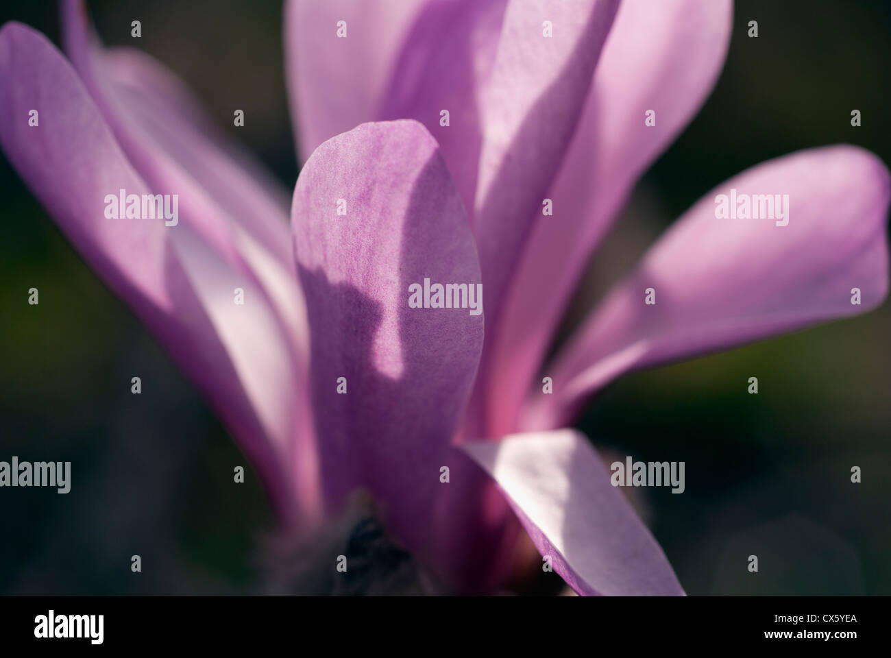 Rosa Magnolia petali di fiori Foto Stock