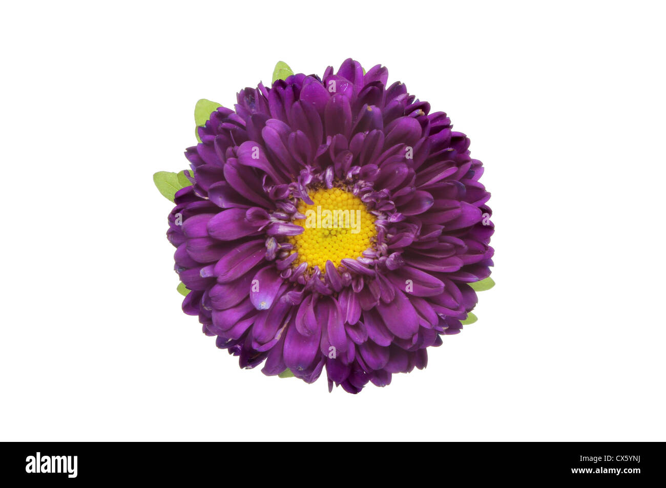Deep Purple daisy flower isolata contro bianco Foto Stock