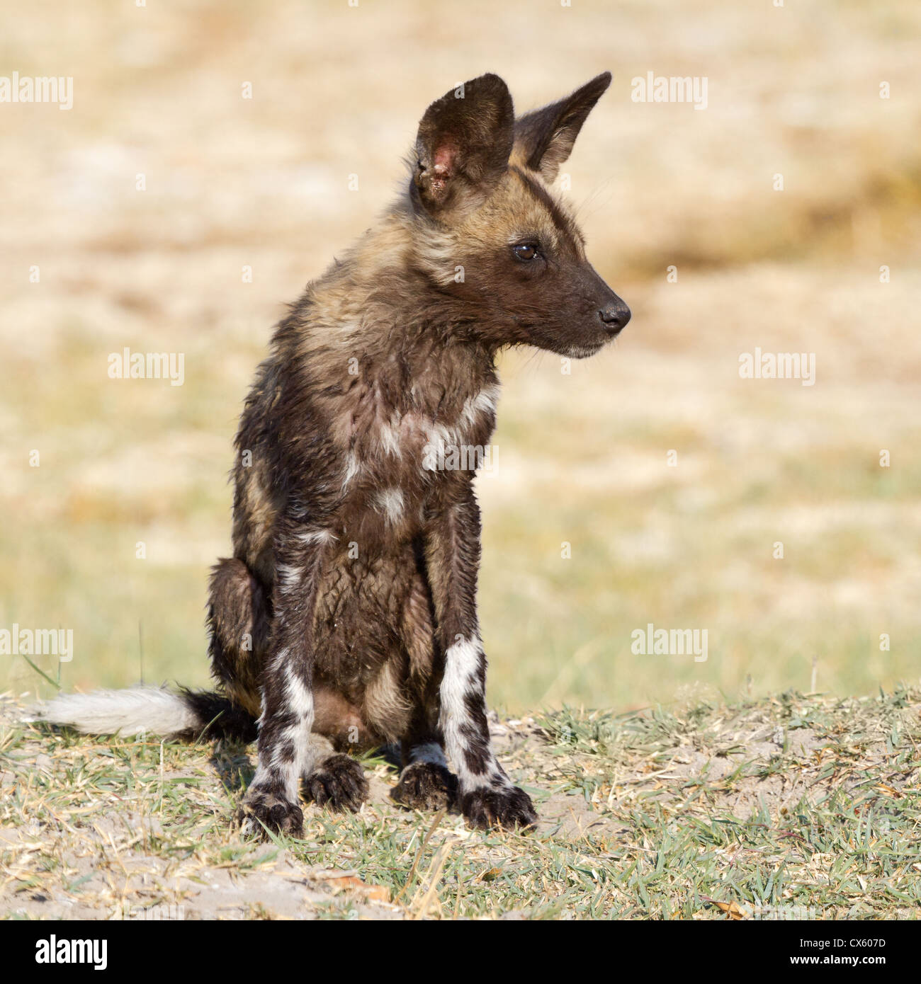 Selvatico Africano cucciolo di cane (lycaon pictus) seduto in erba corta, Moremi Game Reserve, il Botswana. Foto Stock