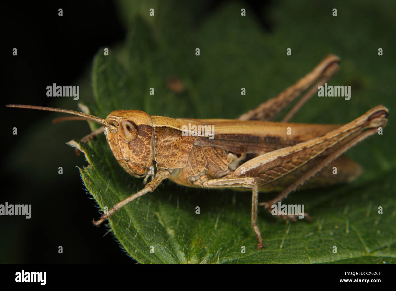 Campo grasshopper (Chorthippus albomarginatus) su una foglia Foto Stock