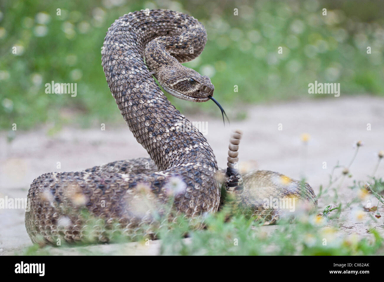 Western Diamondback Rattlesnake (Crotalus atrox) avvolto per colpire Foto Stock