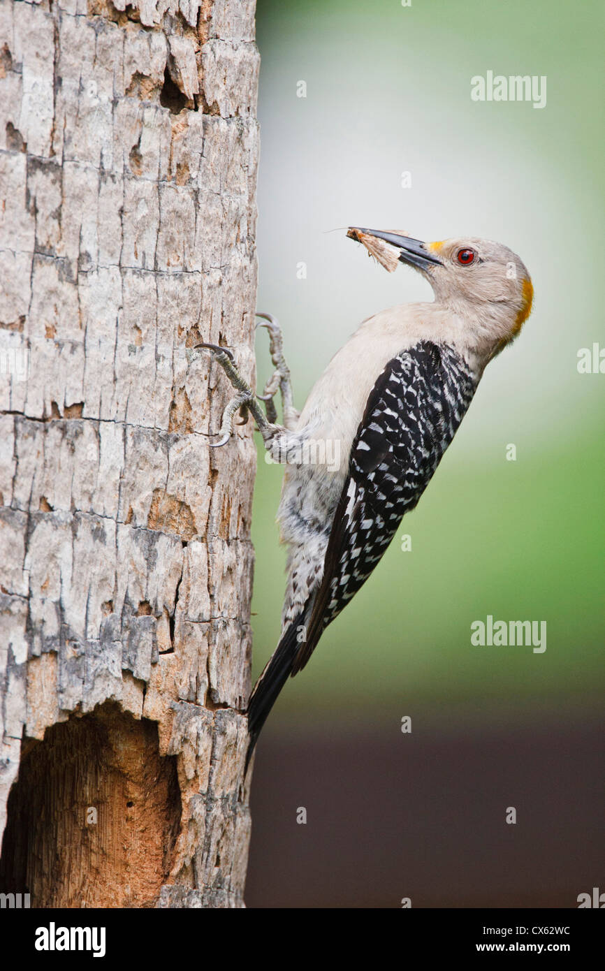 Golden-Picchio fronteggiata (Melanerpes aurifrons) adulto presso il nido in cavità di Palm, McAllen, Texas Foto Stock