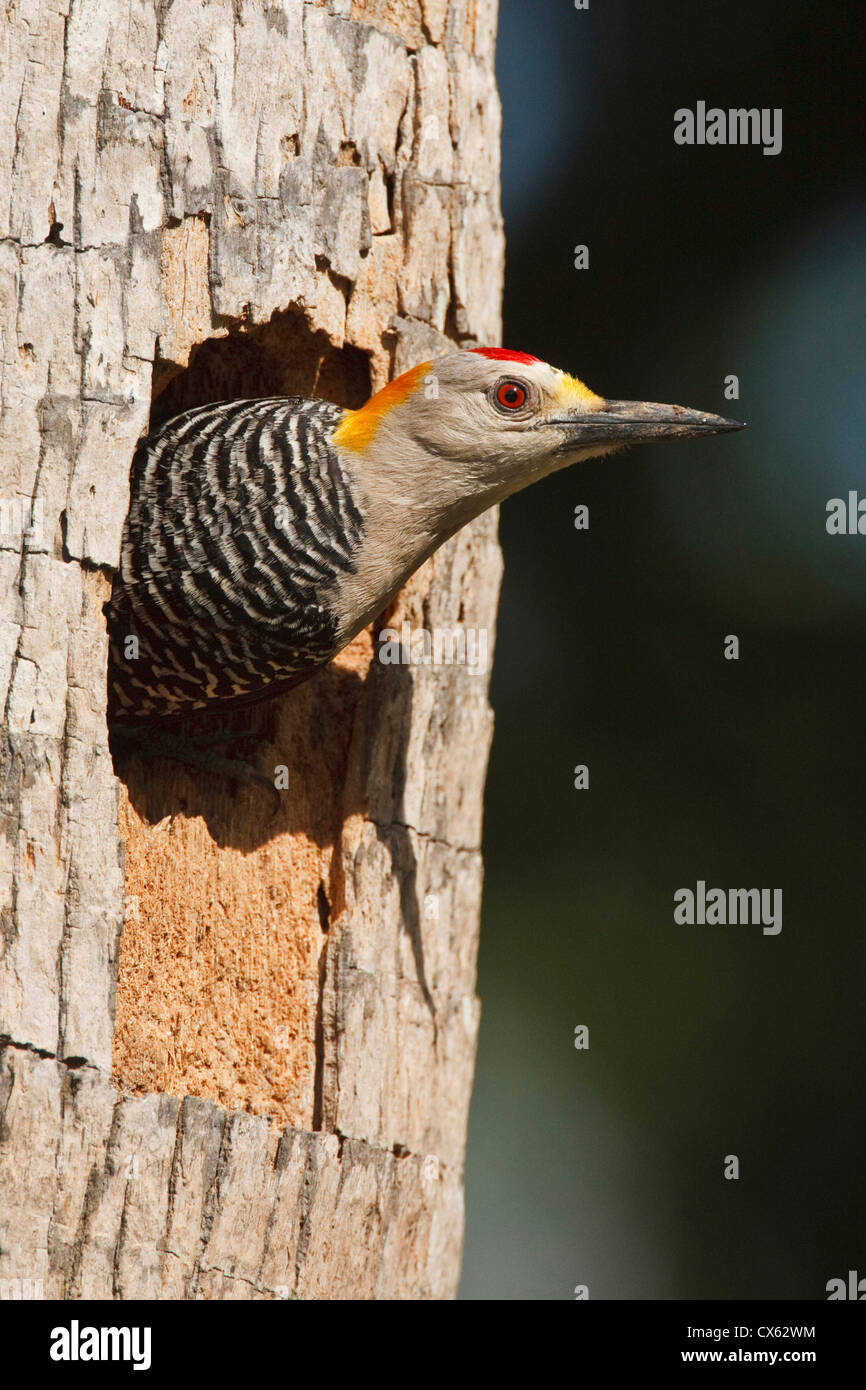 Golden-Picchio fronteggiata (Melanerpes aurifrons) adulto presso il nido in cavità di Palm, McAllen, Texas Foto Stock