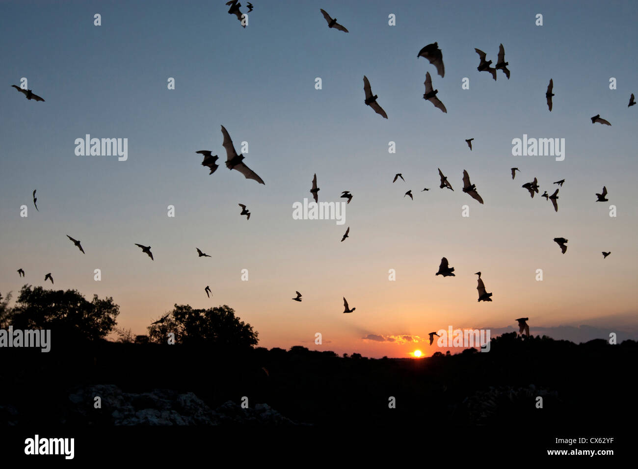 Libera messicano-tailed Bats (Tadarida brasiliensis) colonia infermiere emergenti dal Frio Pipistrelli al tramonto, Concan, Texas Foto Stock