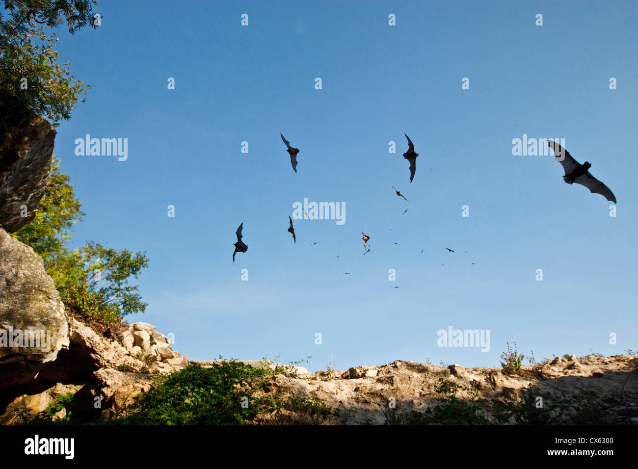 Libera messicano-tailed Bats (Tadarida brasiliensis) andando a Stuart Bat caverna al Kickapoo Cavern State Park, Bracketville, Texas Foto Stock