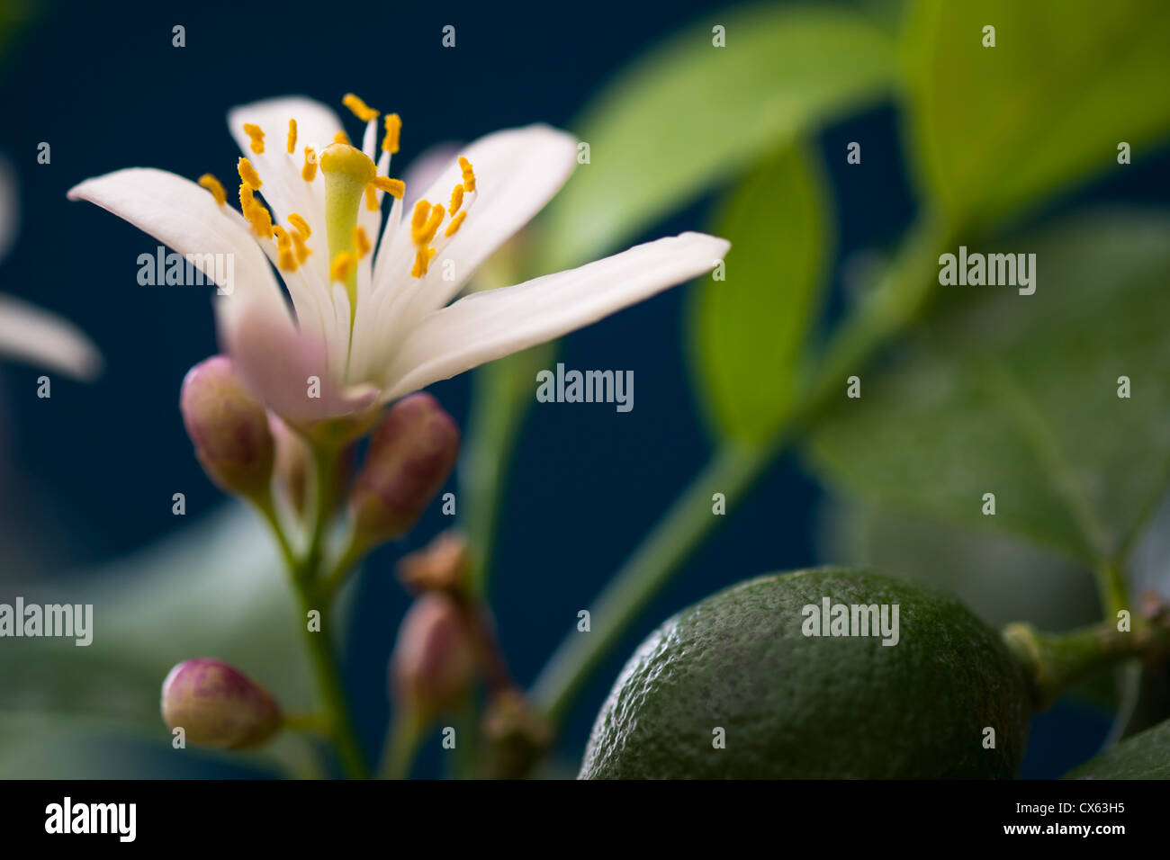 In prossimità di una Meyer Lemon Tree Blossom fiore, con un limone verde. ( Citrus Meyerii Limone ) Foto Stock