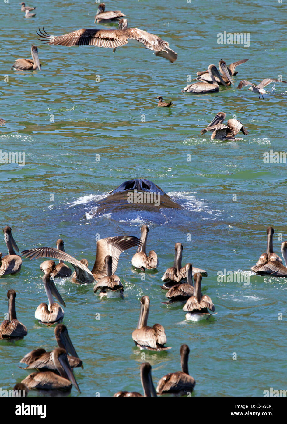 Humpback Whale fori di soffiaggio Foto Stock