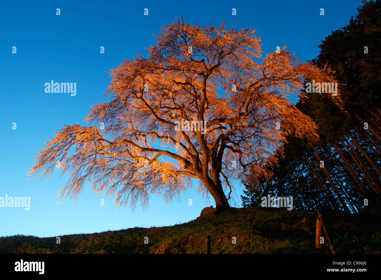 Okkazuma ciliegio piangente di notte Yamanashi Giappone Foto Stock