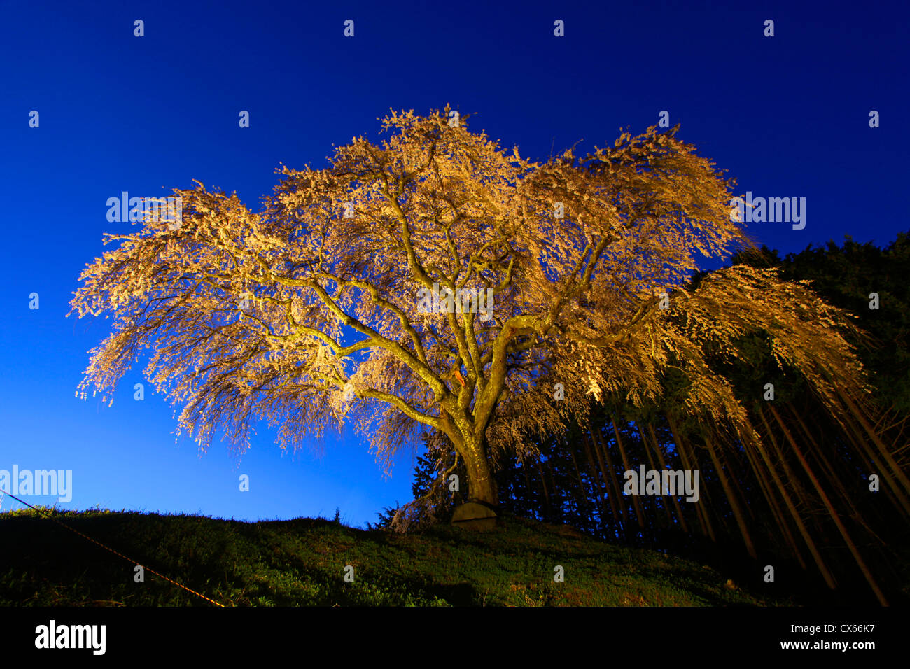 Okkazuma ciliegio piangente di notte Yamanashi Giappone Foto Stock