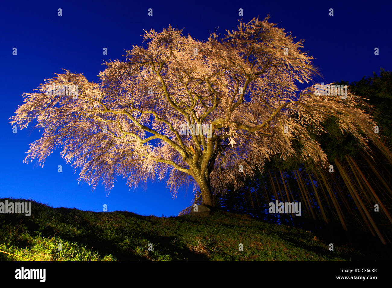 Okkazuma ciliegio piangente di notte Yamanashi Giappone Foto Stock
