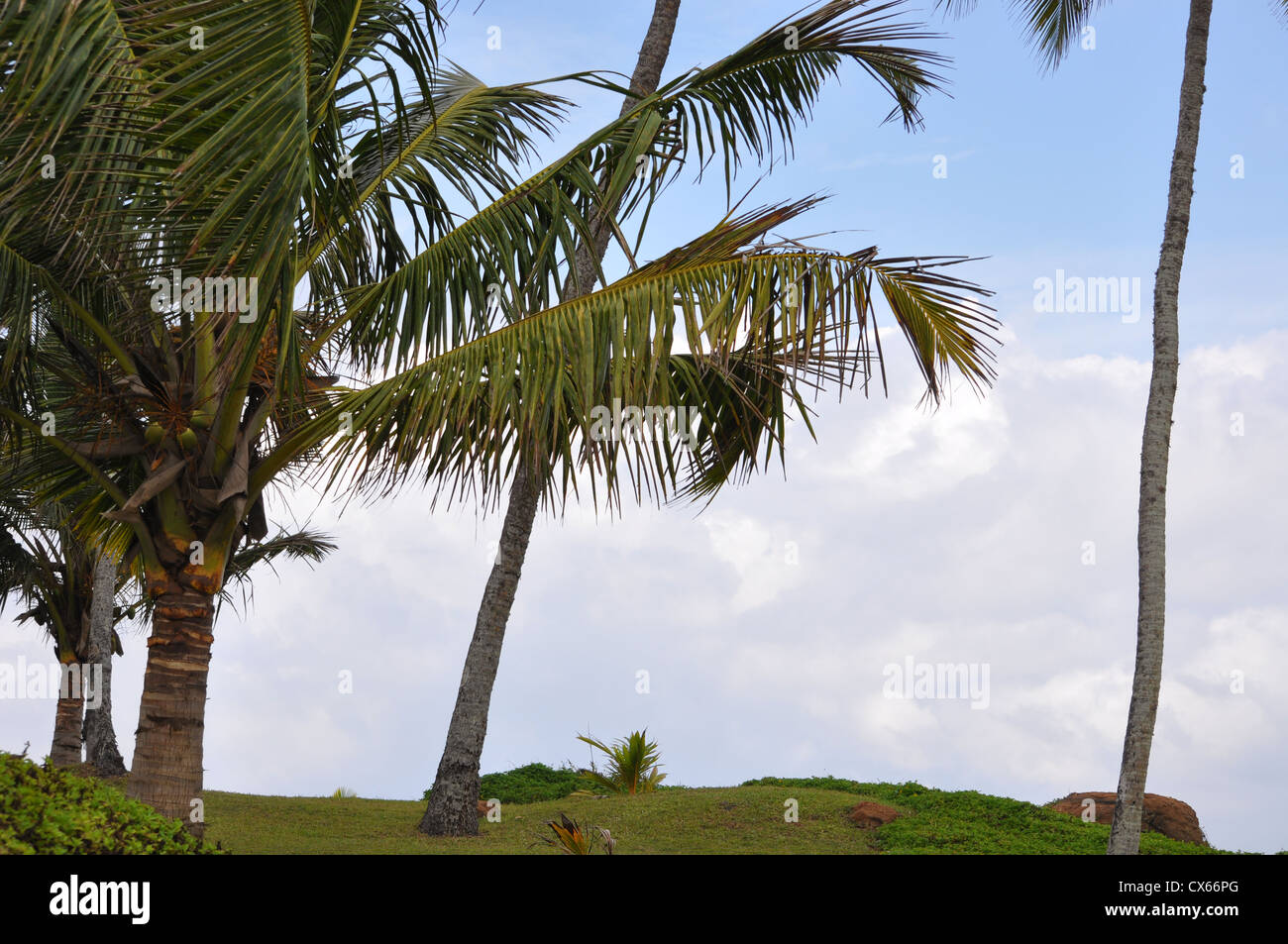 Una noce di cocco Palm Tree sulla spiaggia di Kovalam Kerala Foto Stock