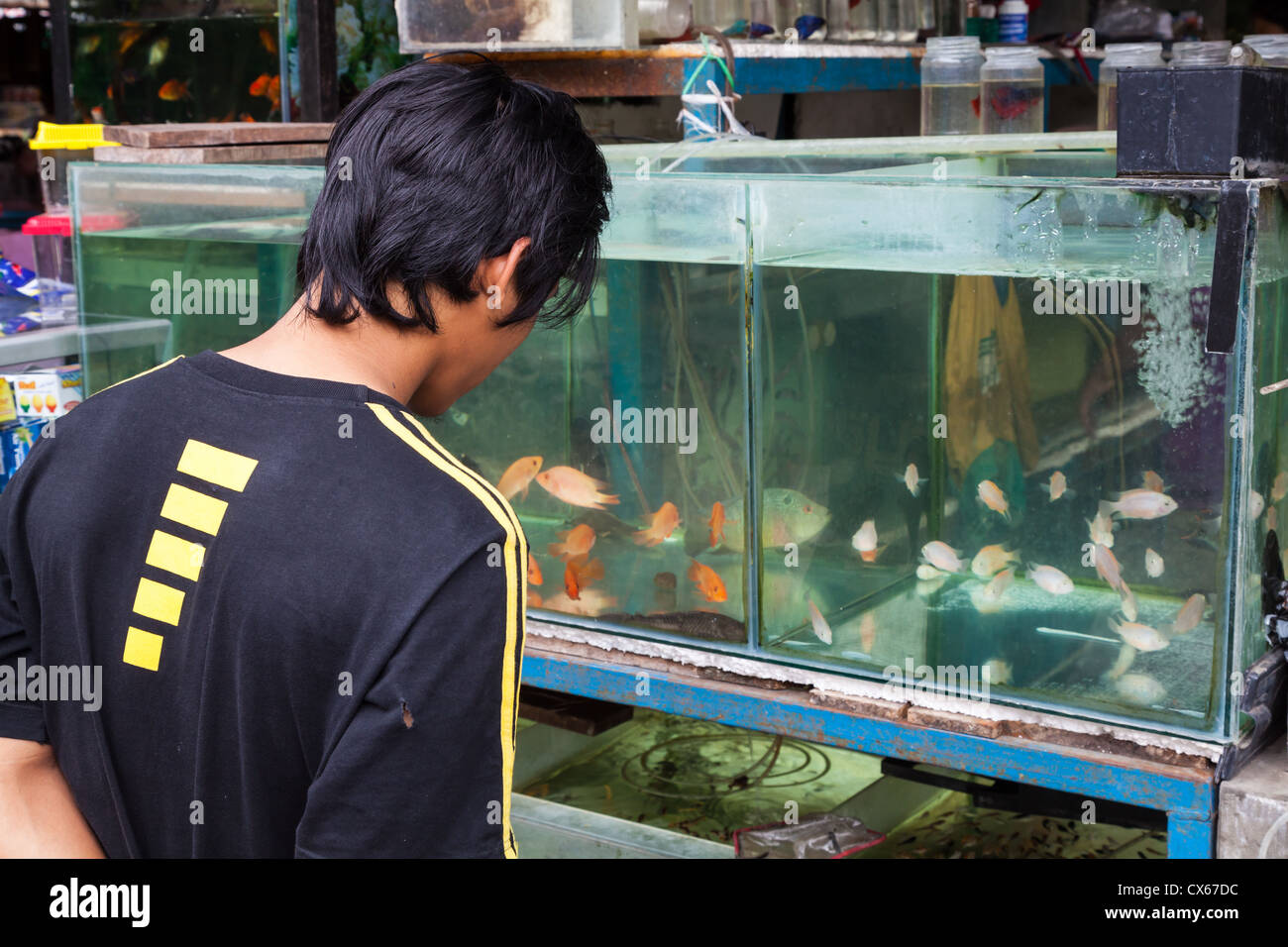 L'uomo guarda i pesci in un acquario sul mercato degli uccelli in Yogyakarta in Indonesia Foto Stock