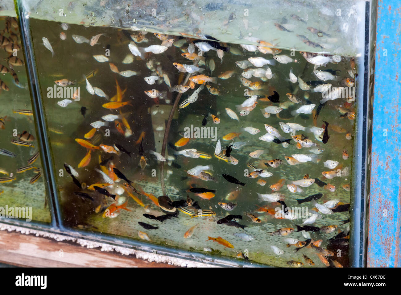 I pesci in un acquario sul mercato degli uccelli in Yogyakarta Foto Stock