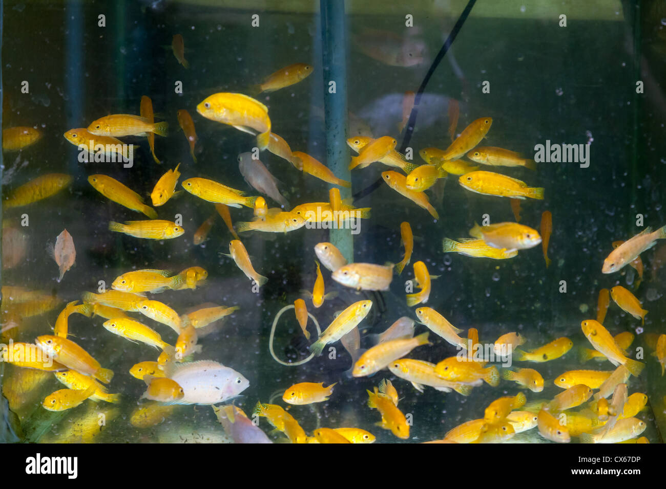 I pesci in un acquario sul mercato degli uccelli in Yogyakarta Foto Stock