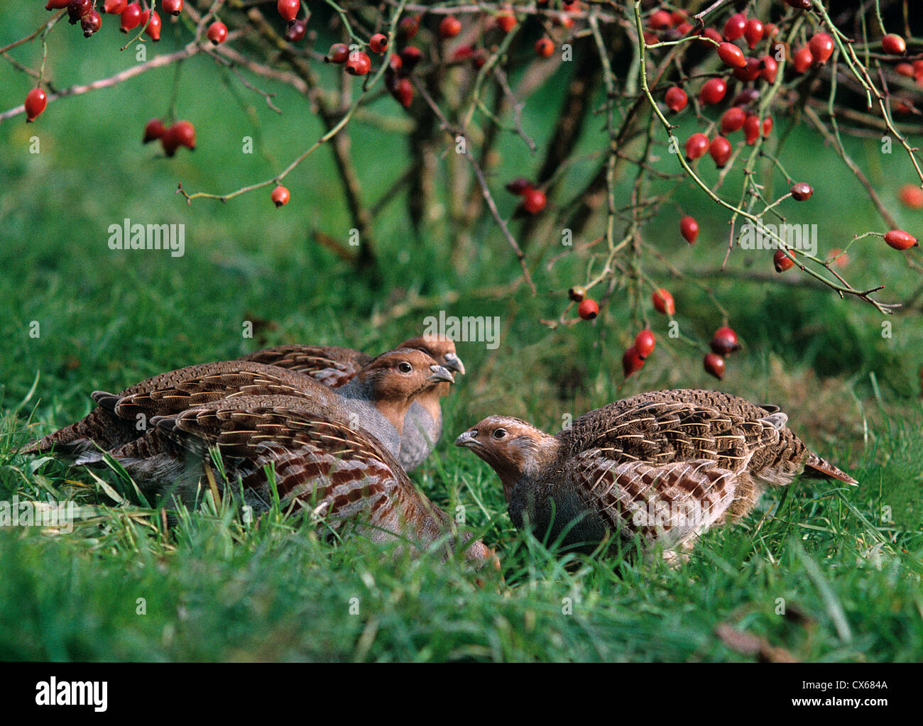 La starna, Starna (Perdix perdix) Foto Stock