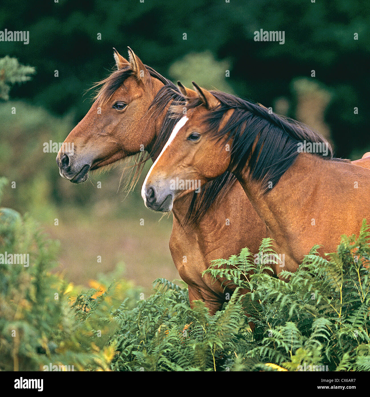 New Forest Pony Foto Stock