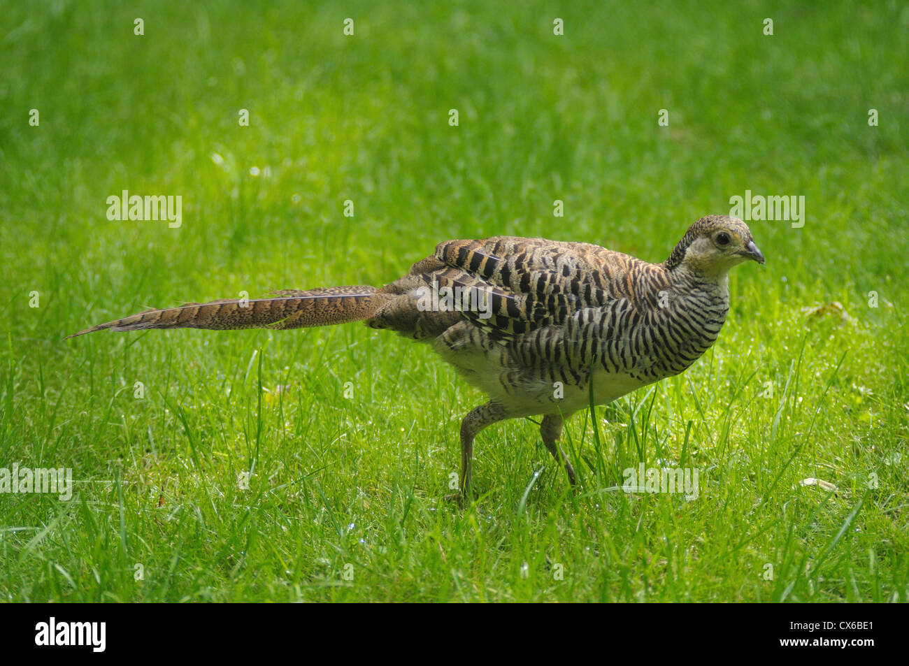 Fagiano comune Foto Stock