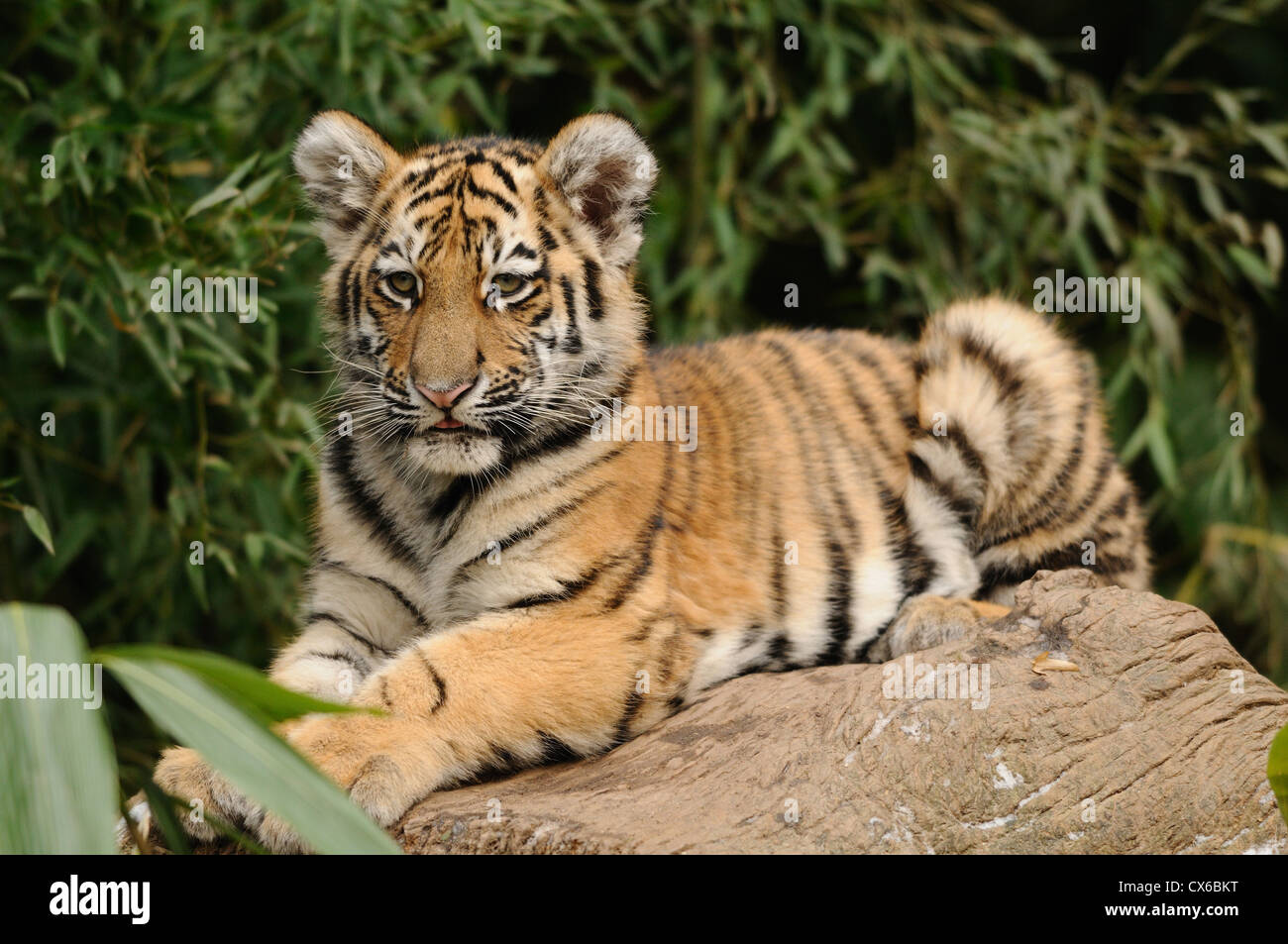 giovane tigre Foto Stock