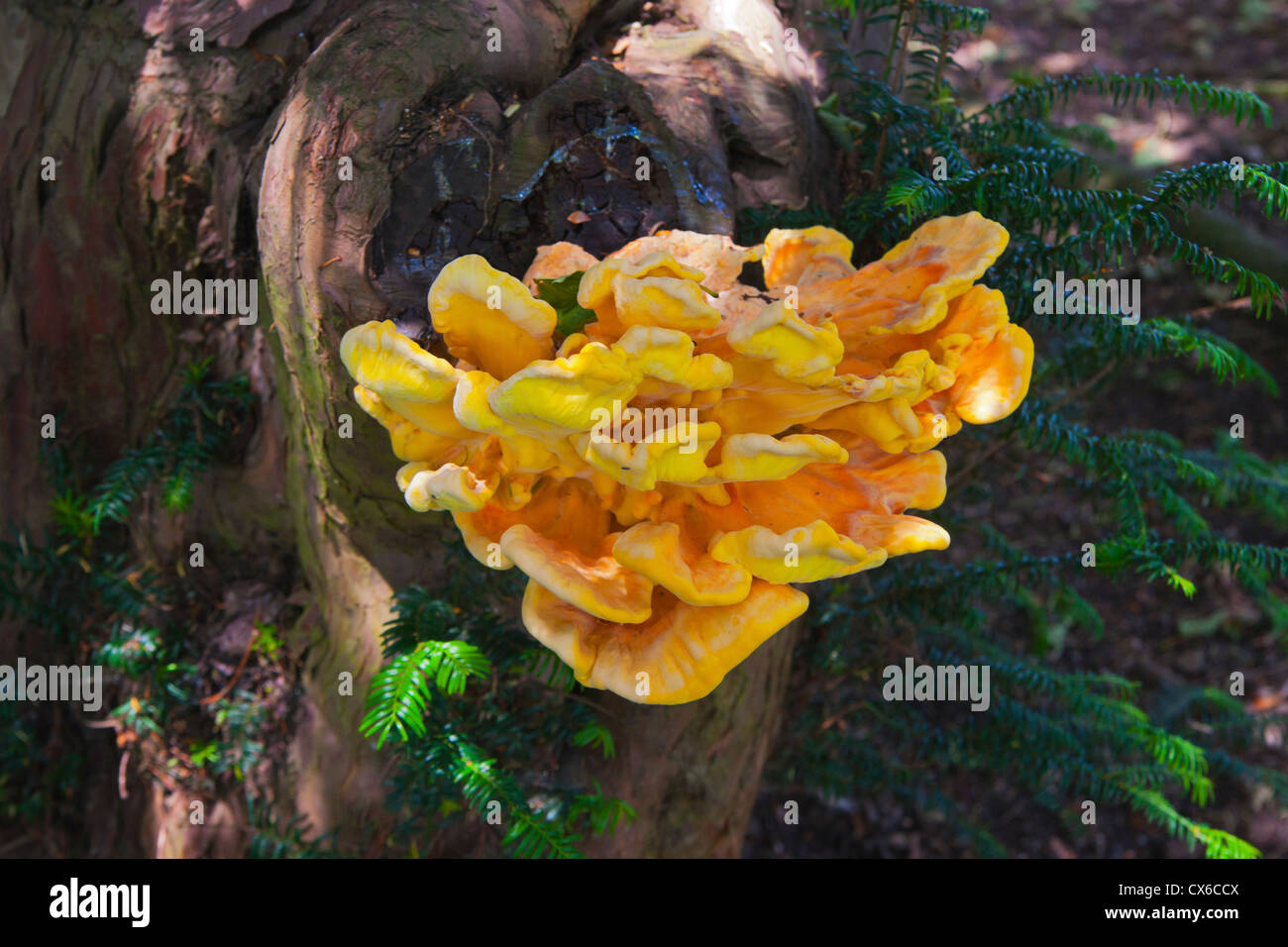 Albero fungo, Derbyshire, Peak District, England, Regno Unito Foto Stock