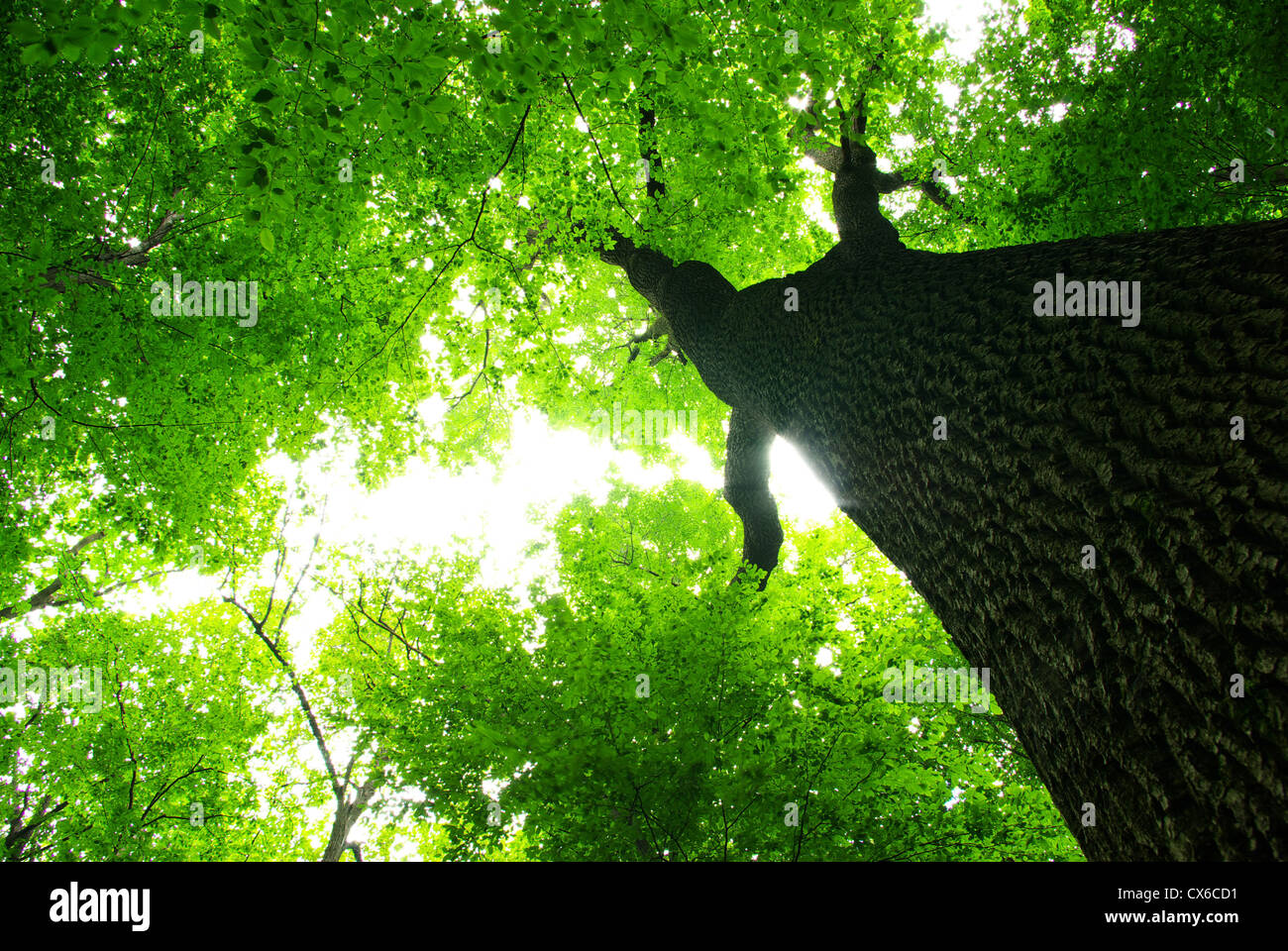 Foglie verdi sfondo nella giornata di sole Foto Stock