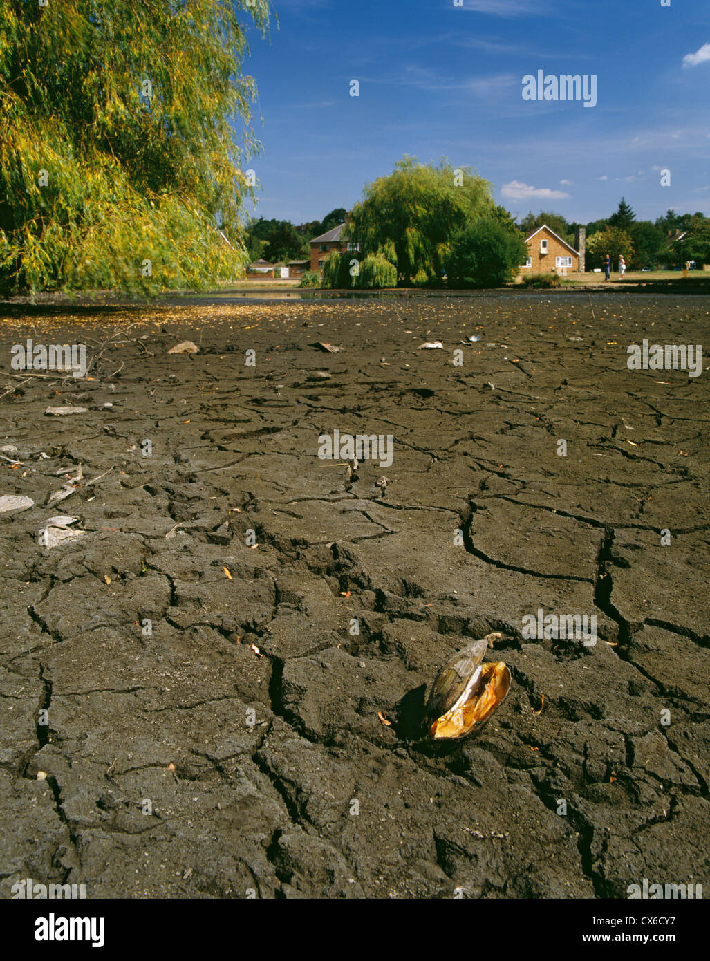 Essiccato fino al laghetto e morti cozza d'acqua dolce. Il West End, Esher Surrey, Inghilterra. Foto Stock