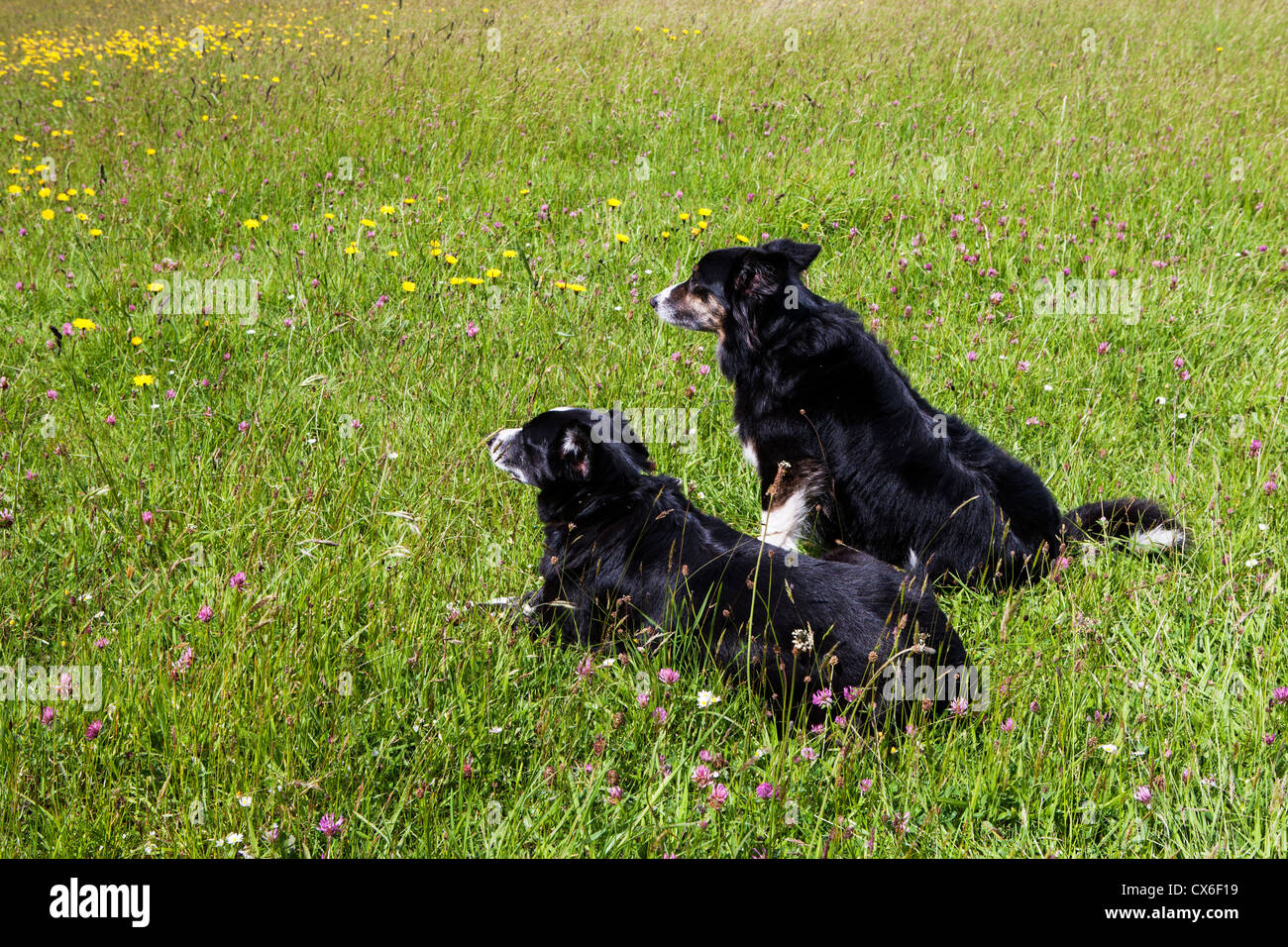 Due Border Collie cani da lato a lato che guarda fuori attraverso un prato Foto Stock