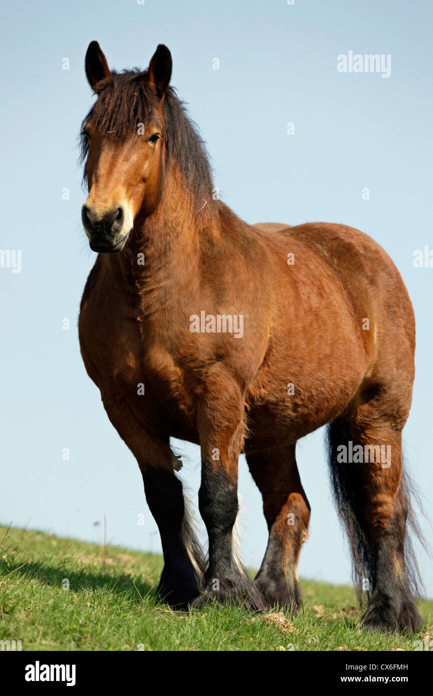 Cavallo di Ardennes Foto Stock