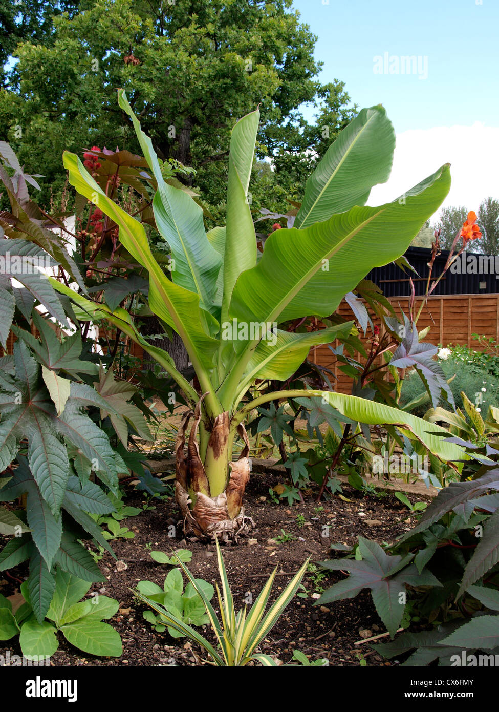 Piante di banana, REGNO UNITO Foto Stock