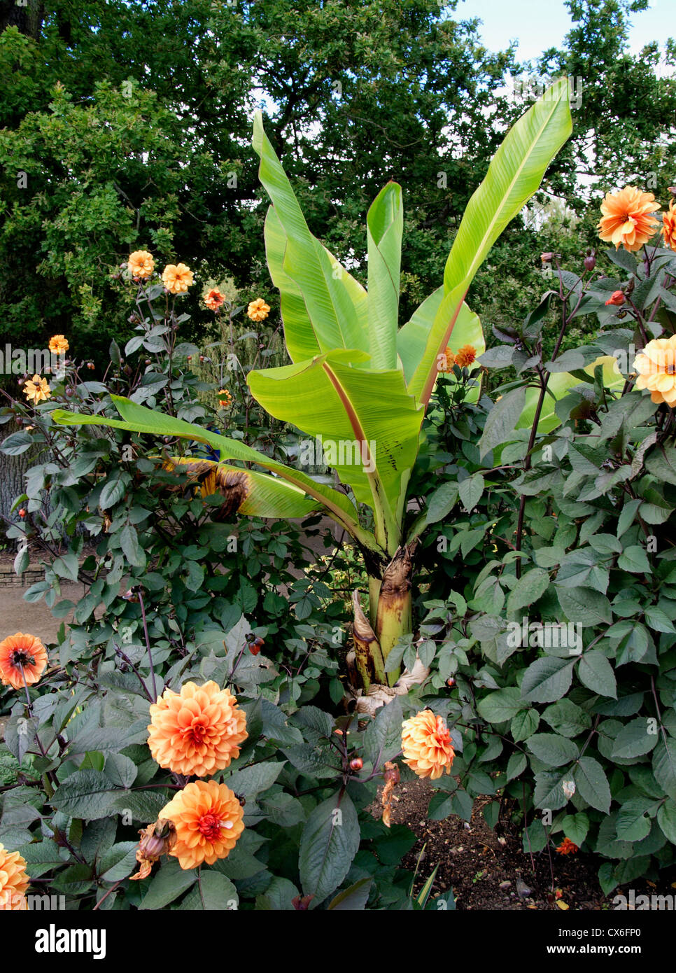 Piante di Banana in crescita in un letto di fiori, REGNO UNITO Foto Stock