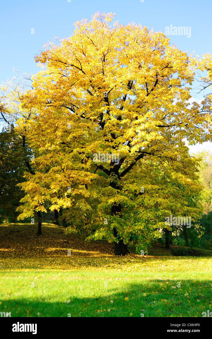 In autunno la luce del mattino nel Parco con Giallo Acero Foto Stock
