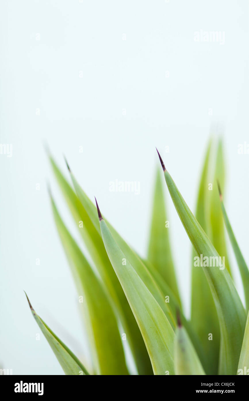 Suggerimenti per la doratura di una pianta in vaso Foto Stock