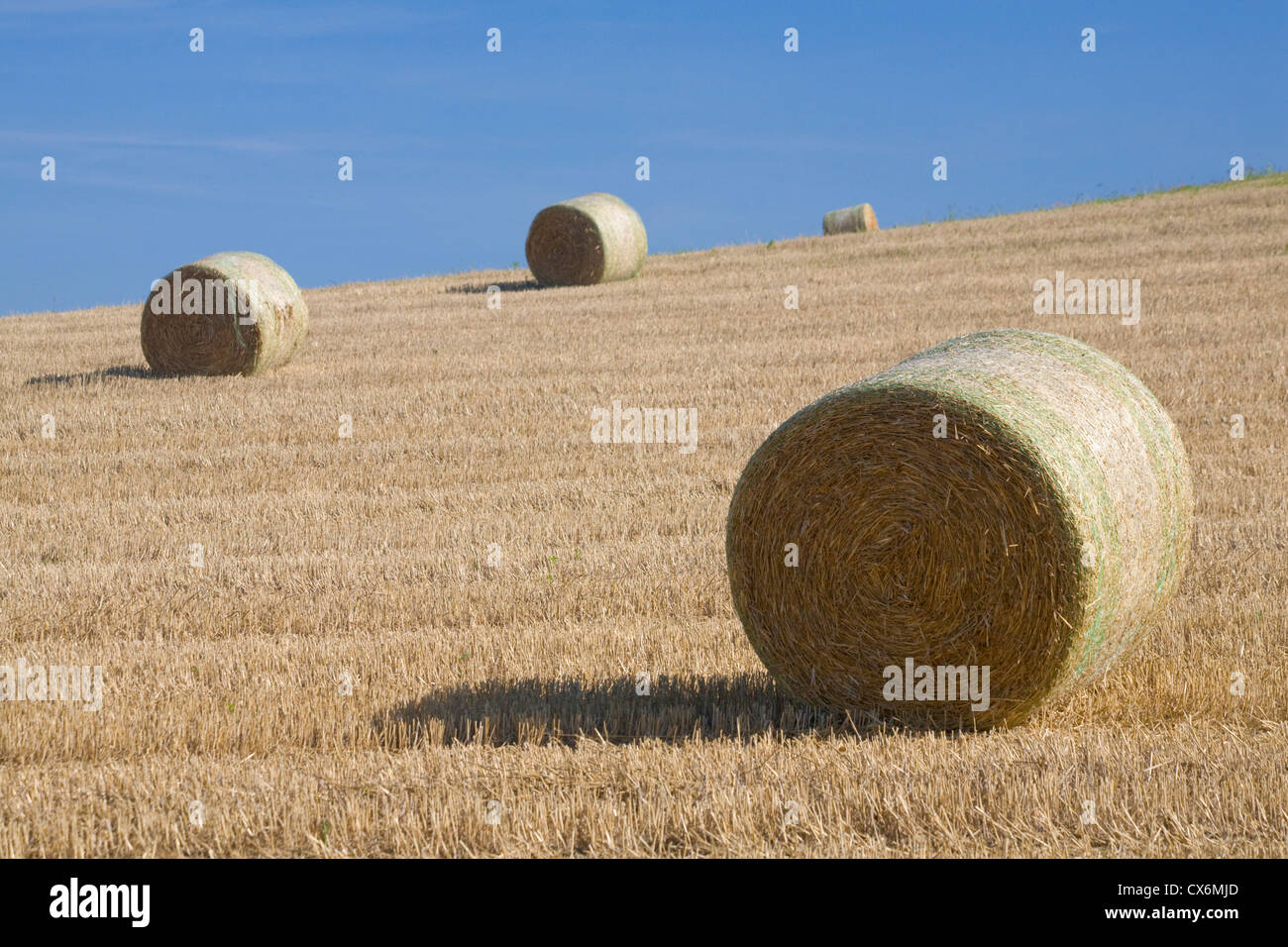 Rotoballa di fieno in un campo di fattoria Foto Stock