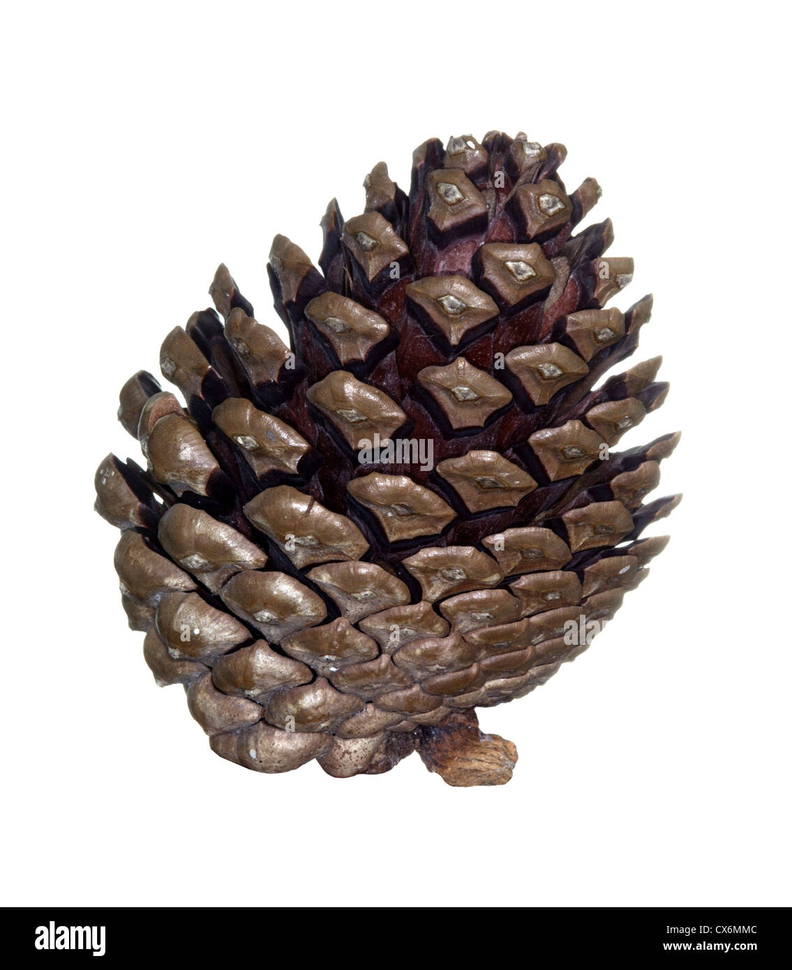 Pino di Monterey Pinus radiata (Pinaceae) Foto Stock