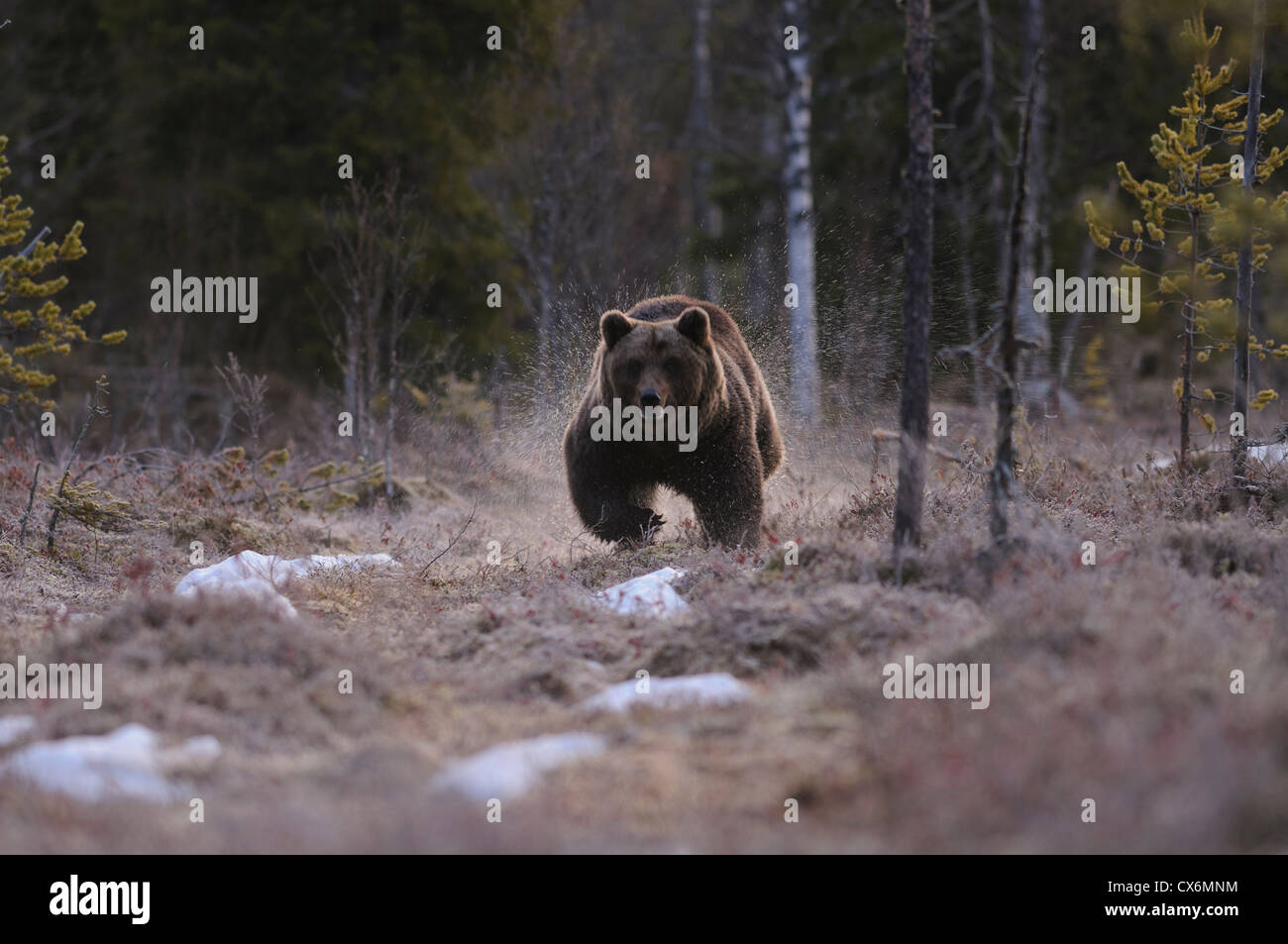 Un selvaggio orso bruno corre attraverso la fusione della neve e produce belle schizzi gocce d'acqua Foto Stock