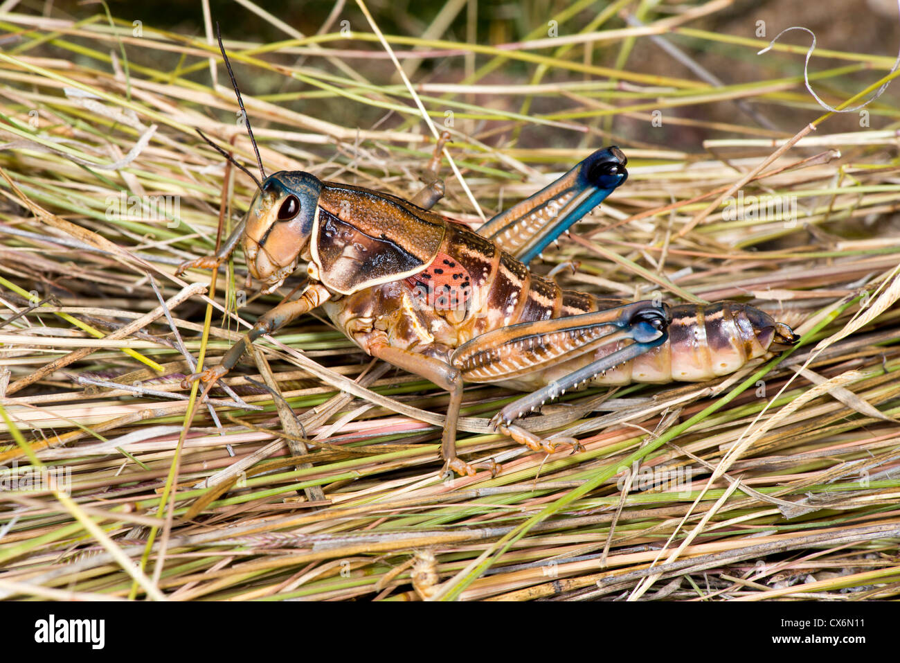 Le pianure gomma Brachystola magna Nogales, Santa Cruz County, Arizona, Stati Uniti 17 settembre adulto Orthoptera: Acrididae Foto Stock