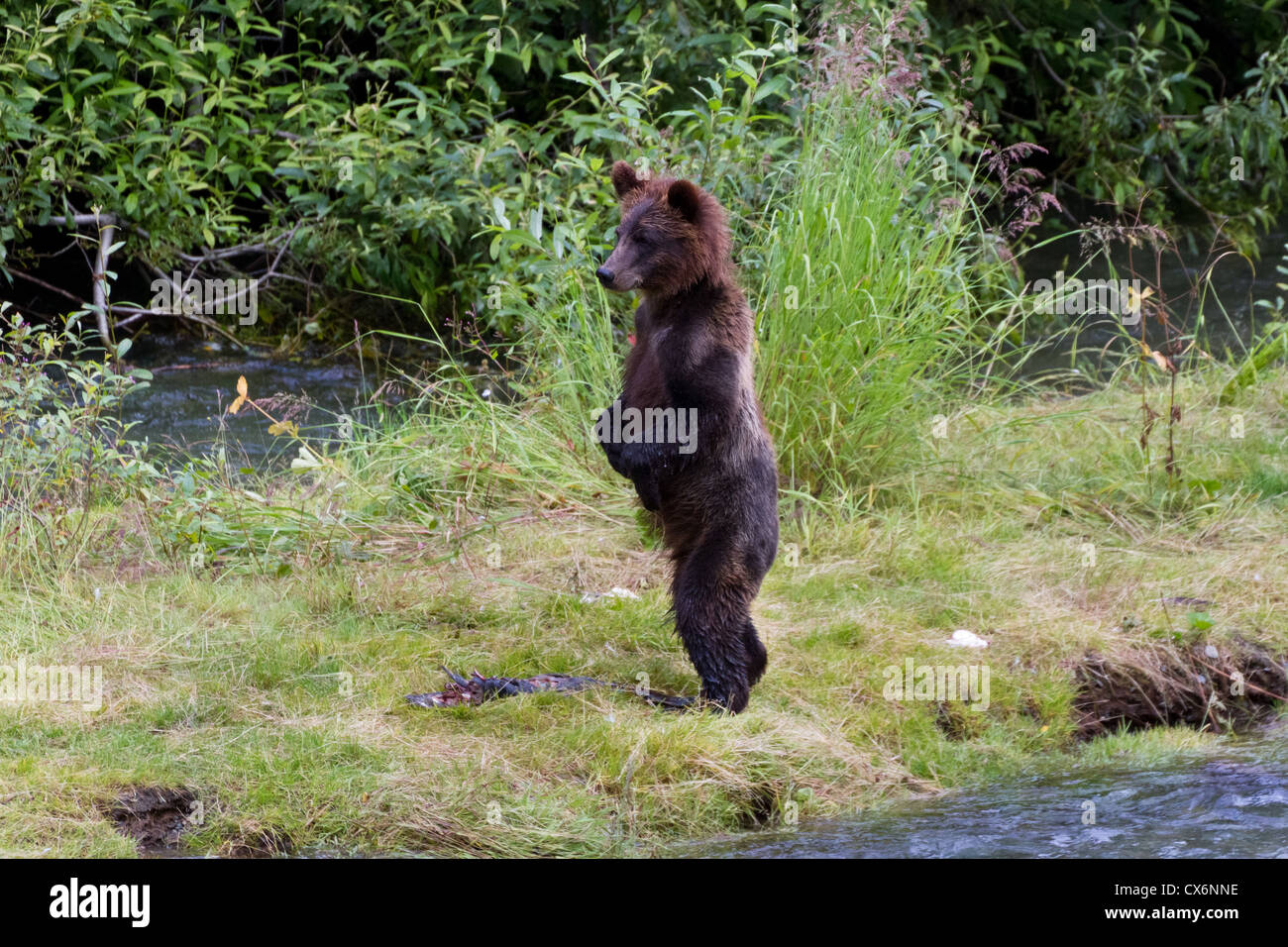 Grizzly Bear Cub la cattura del salmone ad hyder Alaska Foto Stock