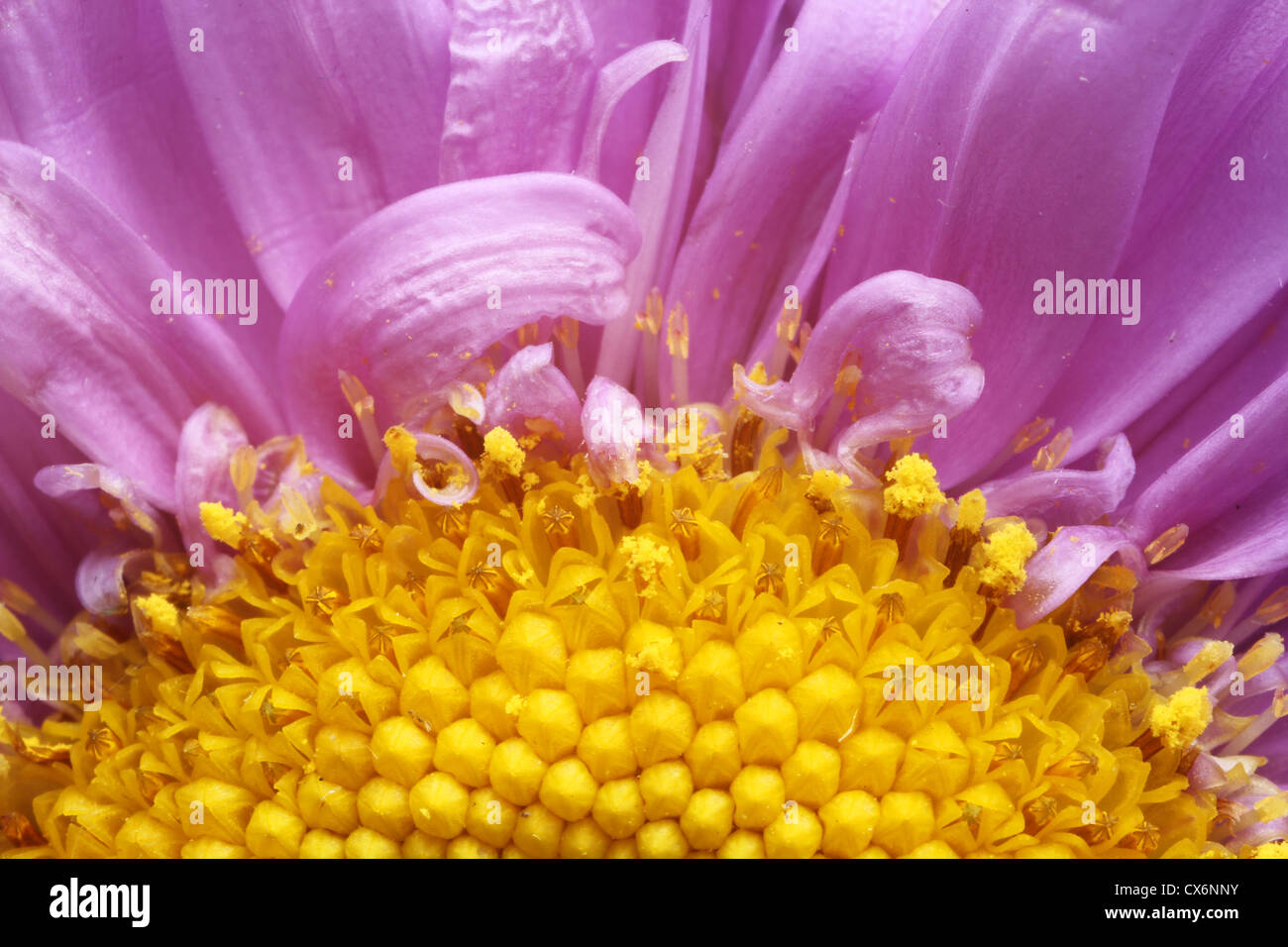 Ripresa macro del Centro di porpora e giallo fiore a margherita Foto Stock