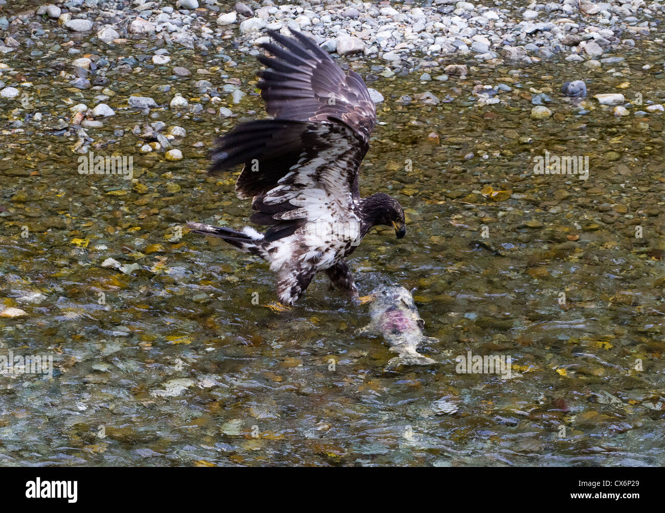 Aquila calva la cattura di pesce Salmone in Alaska hyder Foto Stock