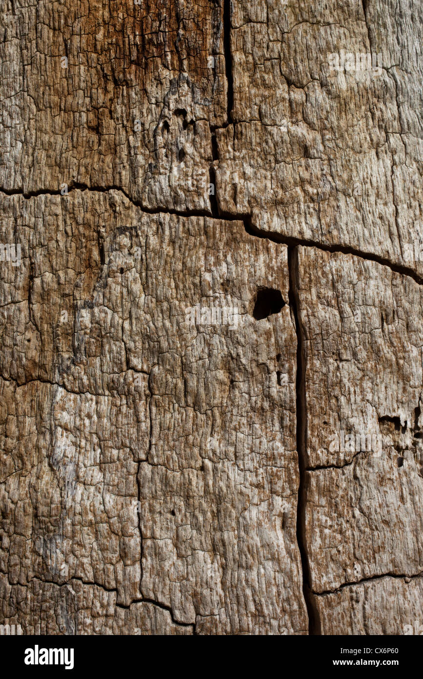 Il marcio tronco di quercia Foto Stock