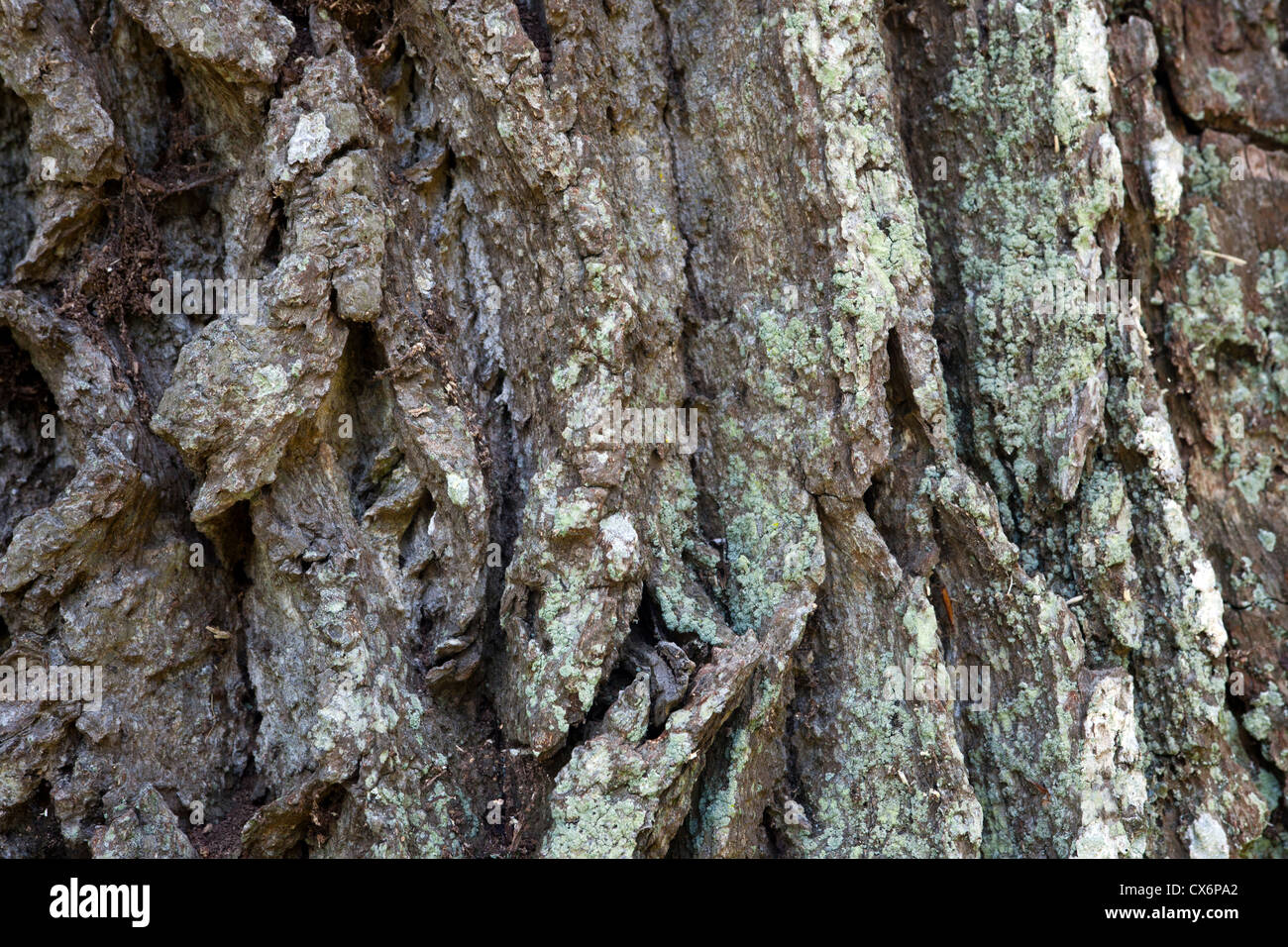 Corteccia di quercia Foto Stock