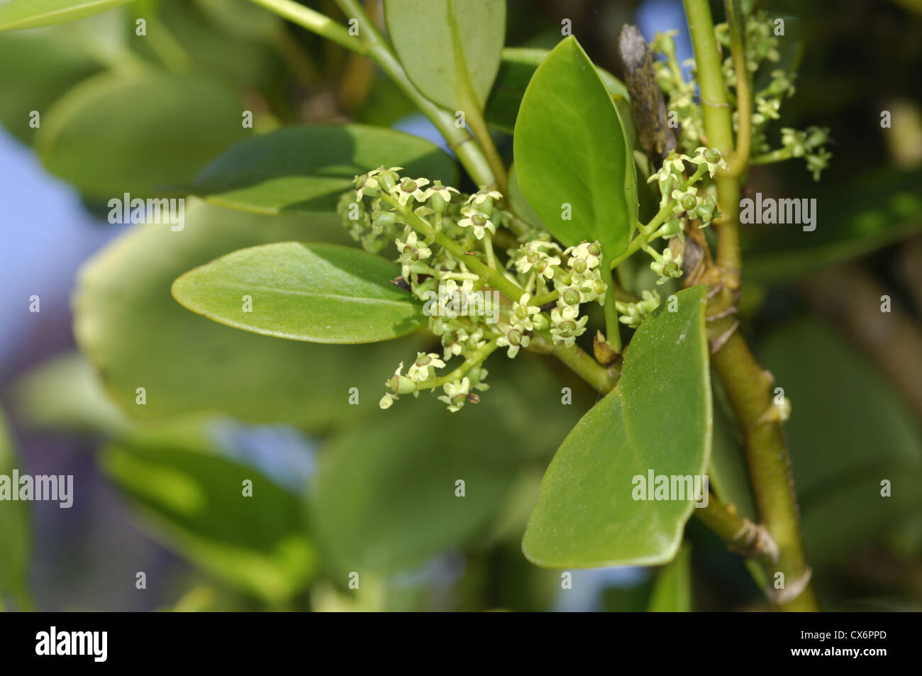 La Nuova Zelanda di latifoglie (noto anche come Kapuka) Griselinia littoralis Foto Stock