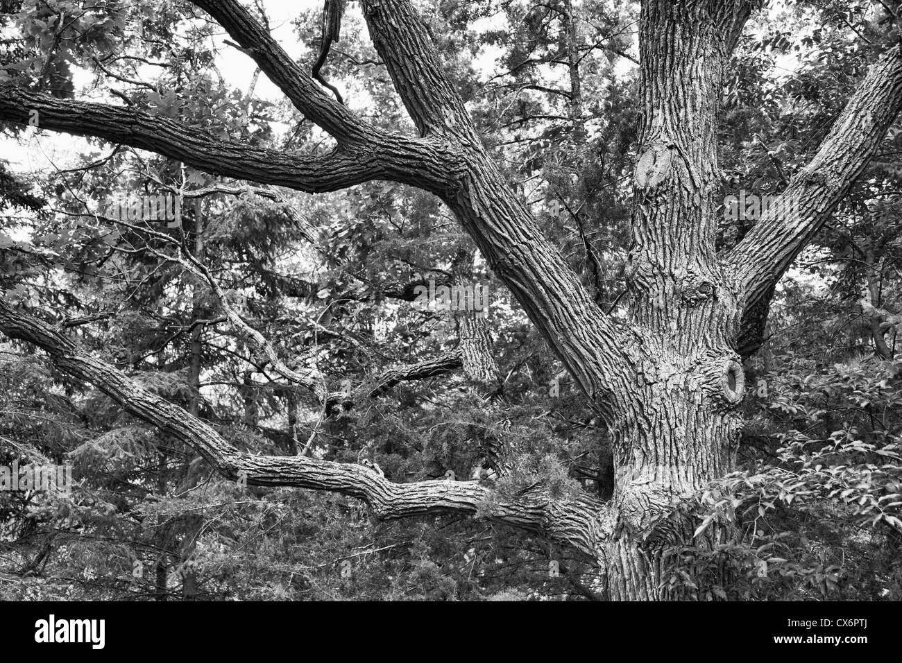 Foto in bianco e nero di White Oak tree in Minnesota Foto Stock
