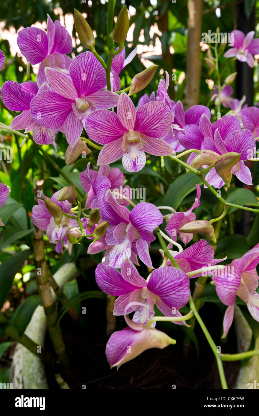 Di Rosa, Malva, lilla orchidee visto in Singapore Foto Stock