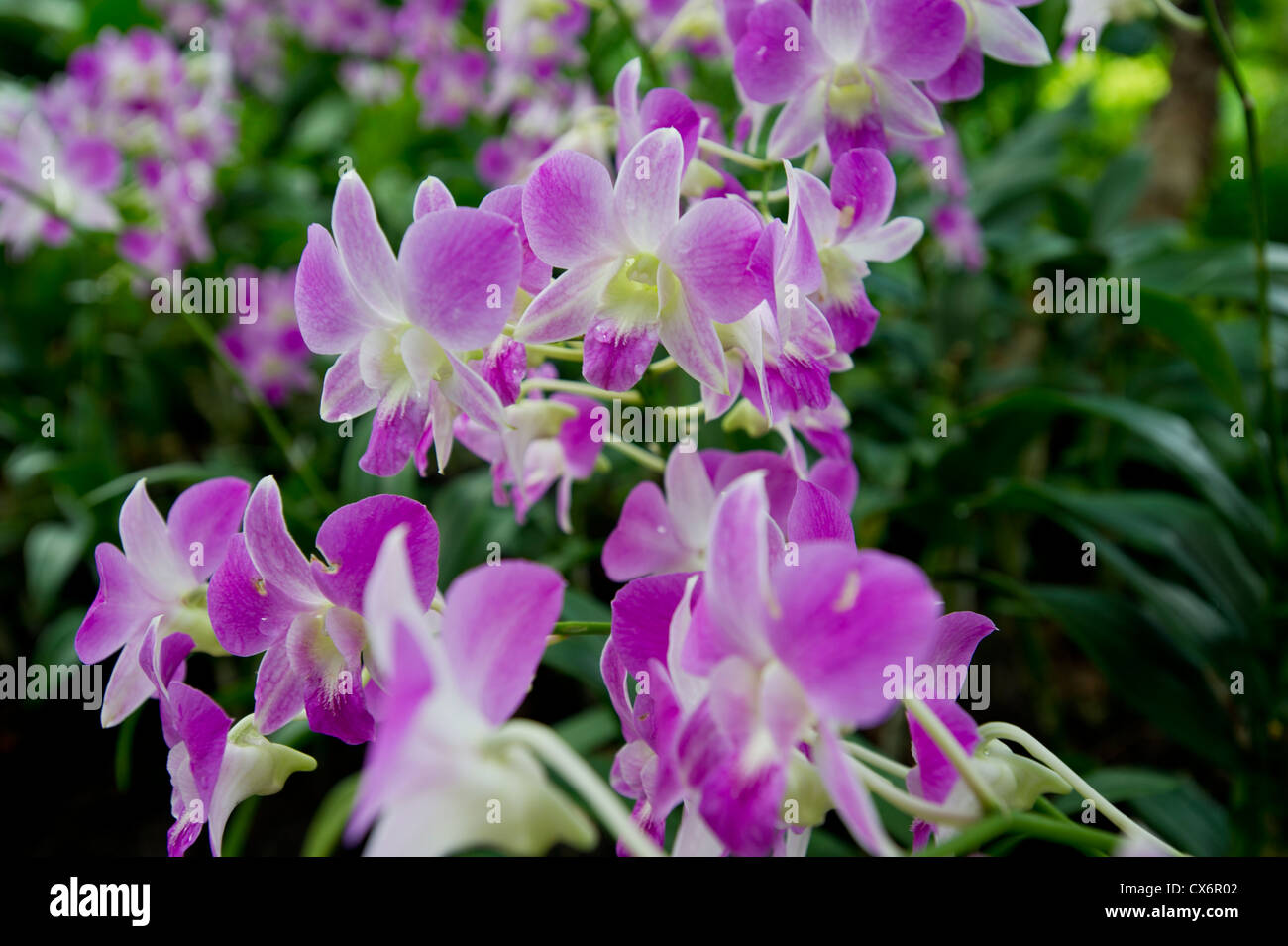 Popolare rosa luminoso, malva, lilla, rosa orchidee, che rappresenta il fiore nazionale di Singapore. Foto Stock