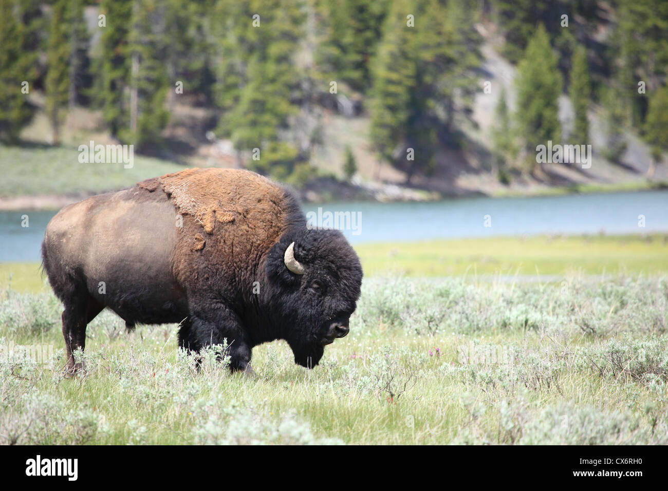Bisonti selvaggi nel parco nazionale di Yellowstone, STATI UNITI D'AMERICA. Foto Stock