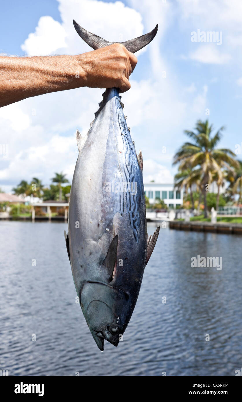 Mano d'uomo tenendo in mano un tonno bonito pesce, Miami, Florida, Stati Uniti d'America Foto Stock