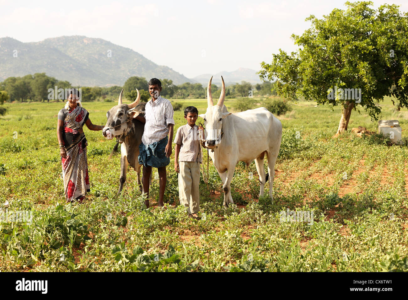 Famiglia indiana con zebù in un campo del Sud dell India Foto Stock